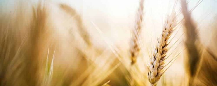 close-up-picture-of-golden-wheat-in-countryside-2021-08-26-17-31-07-utc-2